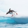 Fly & Cruise - Antarktische Halbinsel