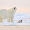 Svalbard im Früh-Sommer - Photography - Exklusiv