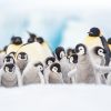 Weddell Sea - Die Kaiserpinguine von Snow Hill Island